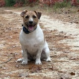 Entry image for Wreck-It Ralph… aka Ralphie 