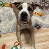 Entry image for Spud