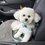 Entry image for Stella