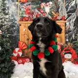 Entry image for Roscoe