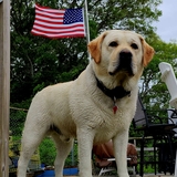 Entry image for Brodie