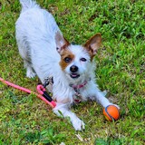 Entry image for Xena