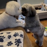 Entry image for Rafa & Stella 