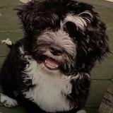 Entry image for Pepper