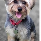 Entry image for Clancy