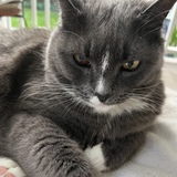 Entry image for Strudel Puss