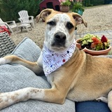 Entry image for Chilli