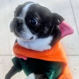 Entry image for Peanut 