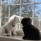 Entry image for Gordon and Moxie