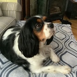 Entry image for Daisy