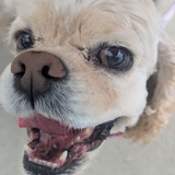 Entry image for Caddie 