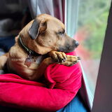 Entry image for Vincent 