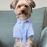 Entry image for Frankie