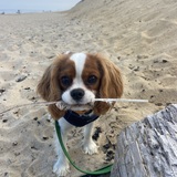 Entry image for Ollie