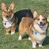 Entry image for Cannoli and cocoa