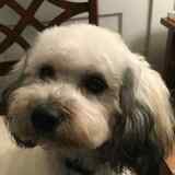 Entry image for Lulu