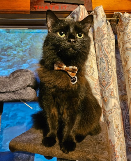 Entry image for Magik. Clicking this image will show a larger photo