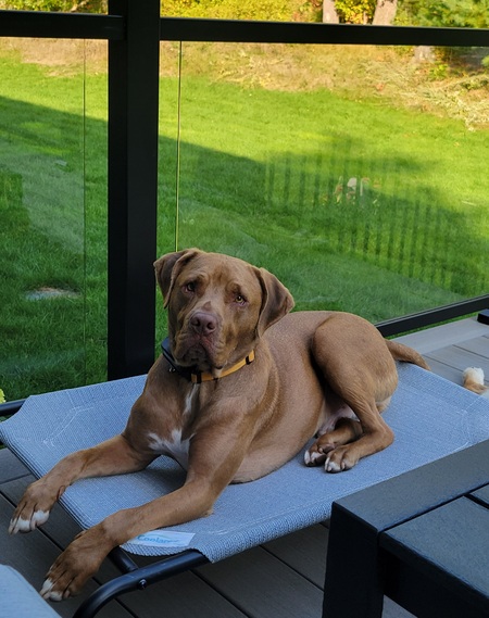 Entry image for Cobi. Clicking this image will show a larger photo