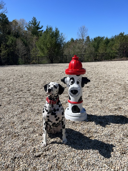 Entry image for Basil. Clicking this image will show a larger photo