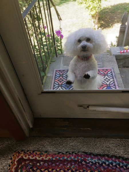 Entry image for Sweetie. Clicking this image will show a larger photo