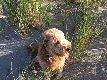 Entry image for Ginger. Clicking this image will show a larger photo