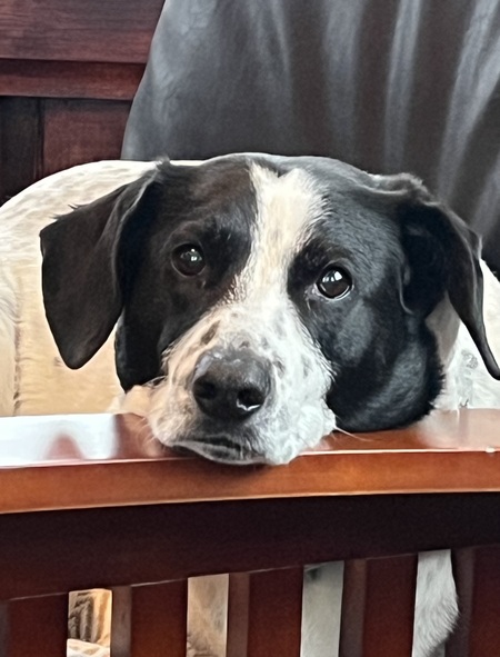 Entry image for Felix. Clicking this image will show a larger photo