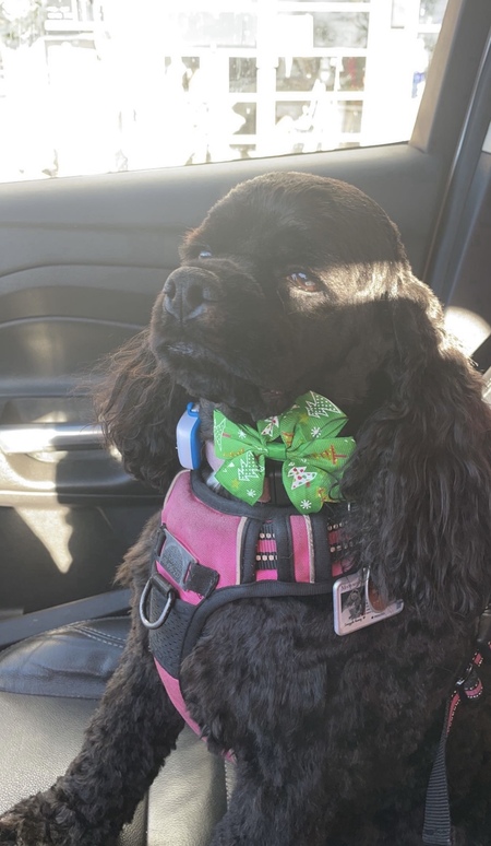 Entry image for Coco. Clicking this image will show a larger photo