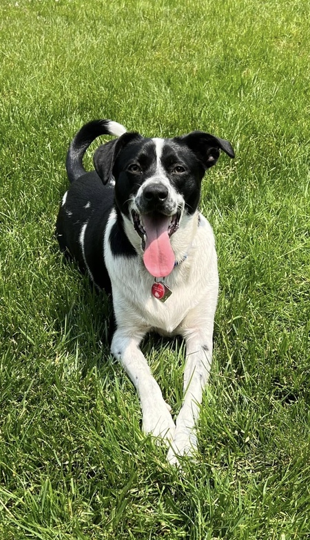 Entry image for Milo . Clicking this image will show a larger photo