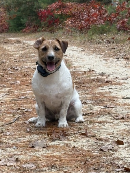 Entry image for Wreck-It Ralph… aka Ralphie . Clicking this image will show a larger photo