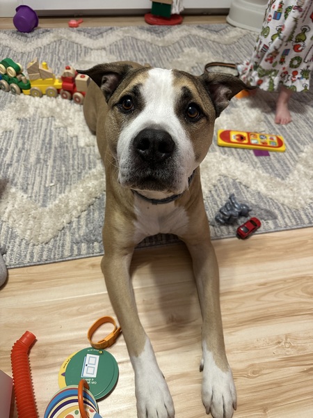 Entry image for Spud. Clicking this image will show a larger photo