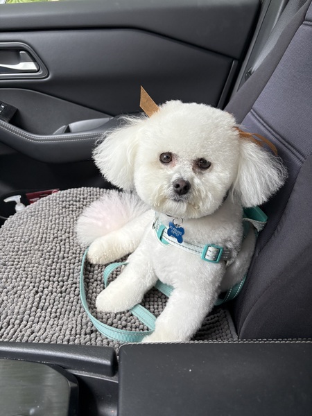 Entry image for Stella. Clicking this image will show a larger photo