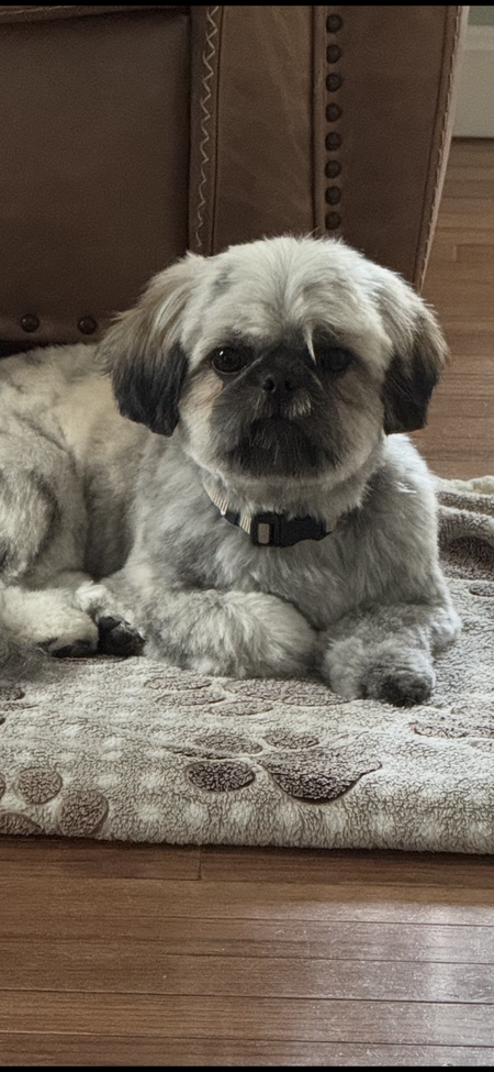 Entry image for Rafa . Clicking this image will show a larger photo