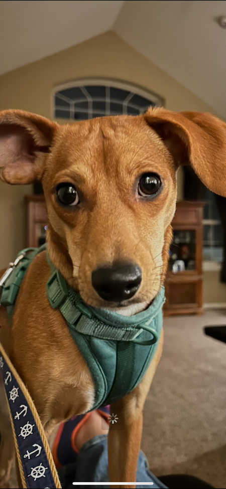 Entry image for Penny . Clicking this image will show a larger photo