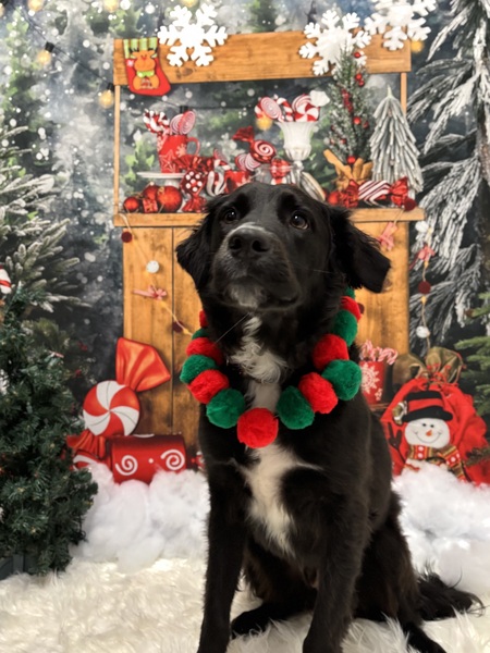 Entry image for Roscoe. Clicking this image will show a larger photo