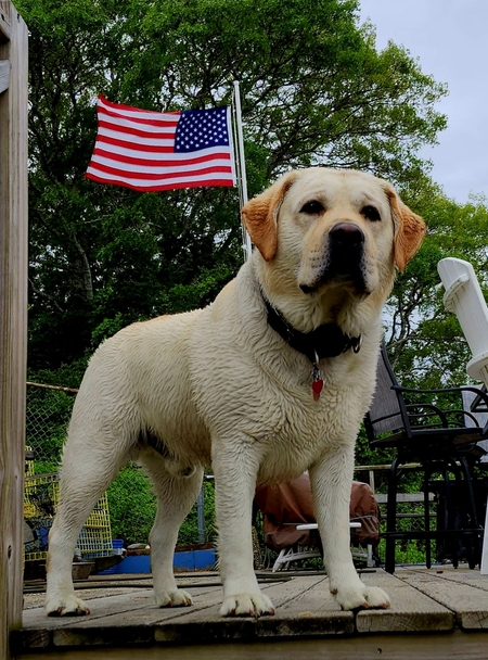 Entry image for Brodie. Clicking this image will show a larger photo