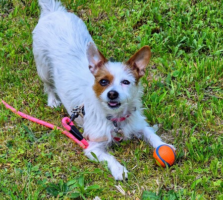 Entry image for Xena. Clicking this image will show a larger photo