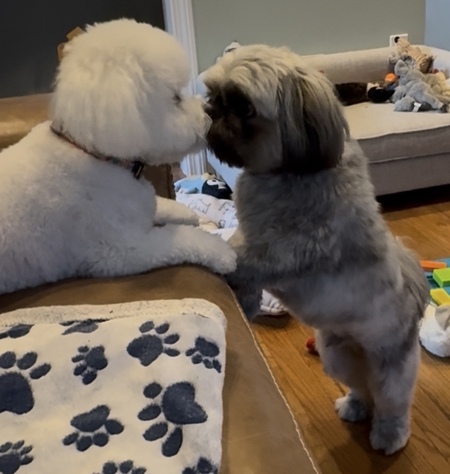 Entry image for Rafa & Stella . Clicking this image will show a larger photo