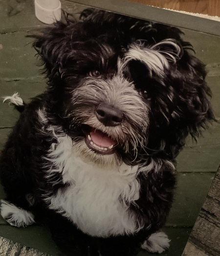 Entry image for Pepper. Clicking this image will show a larger photo