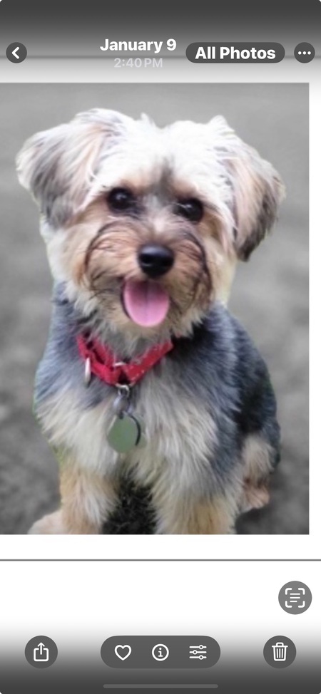 Entry image for Clancy. Clicking this image will show a larger photo