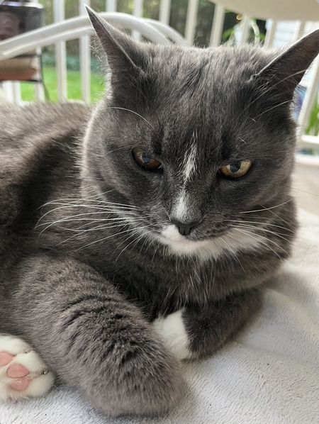 Entry image for Strudel Puss. Clicking this image will show a larger photo