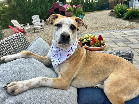 Entry image for Chilli. Clicking this image will show a larger photo