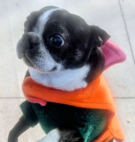 Entry image for Peanut . Clicking this image will show a larger photo