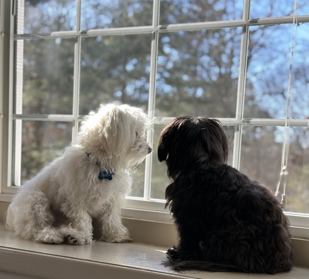 Entry image for Gordon and Moxie. Clicking this image will show a larger photo