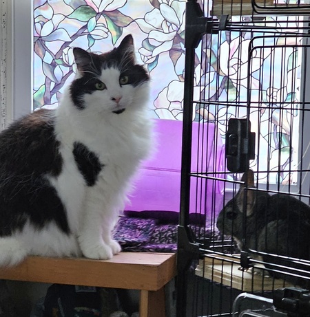 Entry image for Sir Soul Fluffybutt and Chinny. Clicking this image will show a larger photo