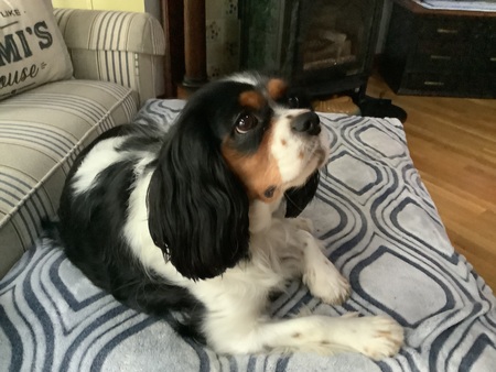 Entry image for Daisy. Clicking this image will show a larger photo