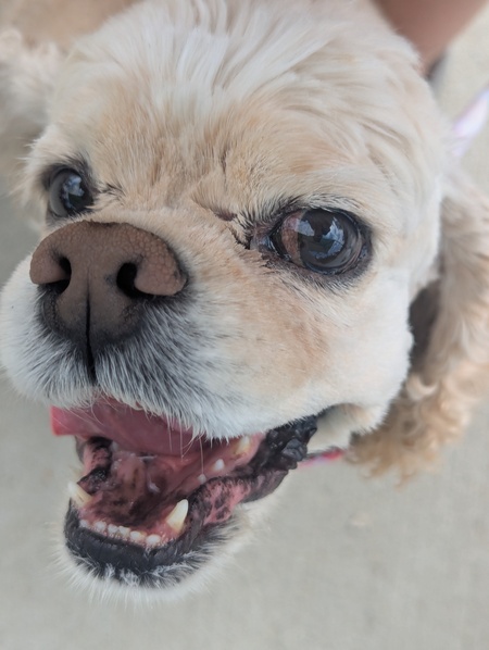 Entry image for Caddie . Clicking this image will show a larger photo