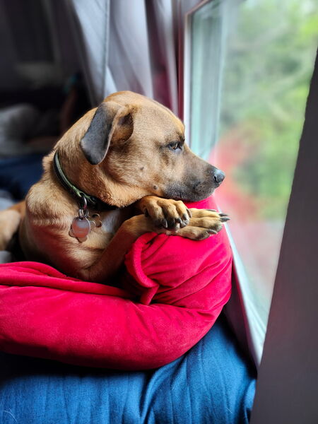 Entry image for Vincent . Clicking this image will show a larger photo