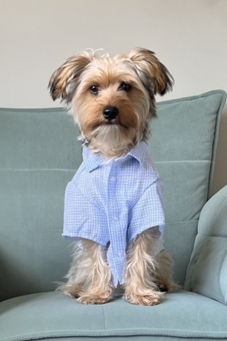 Entry image for Frankie. Clicking this image will show a larger photo