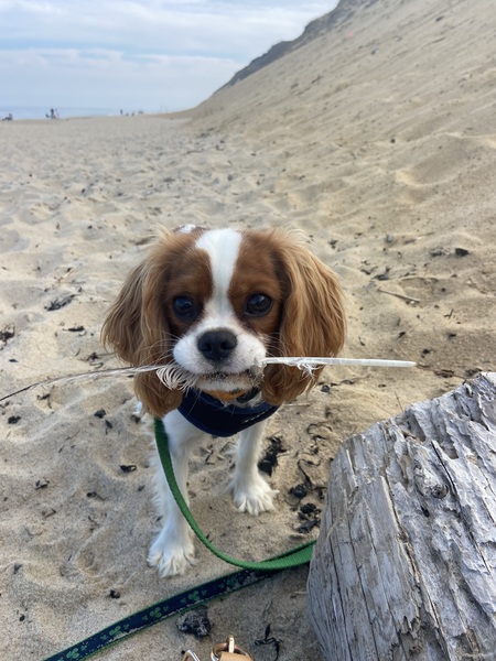 Entry image for Ollie. Clicking this image will show a larger photo