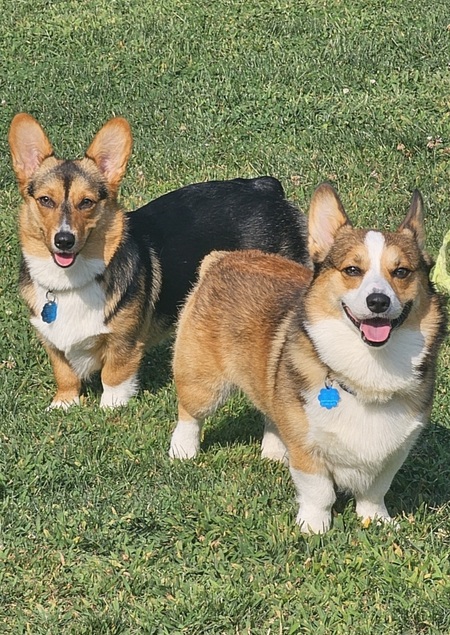 Entry image for Cannoli and cocoa. Clicking this image will show a larger photo